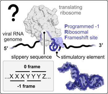 Figure 2 – Introduction to programmed -1 ribosomal frameshifting